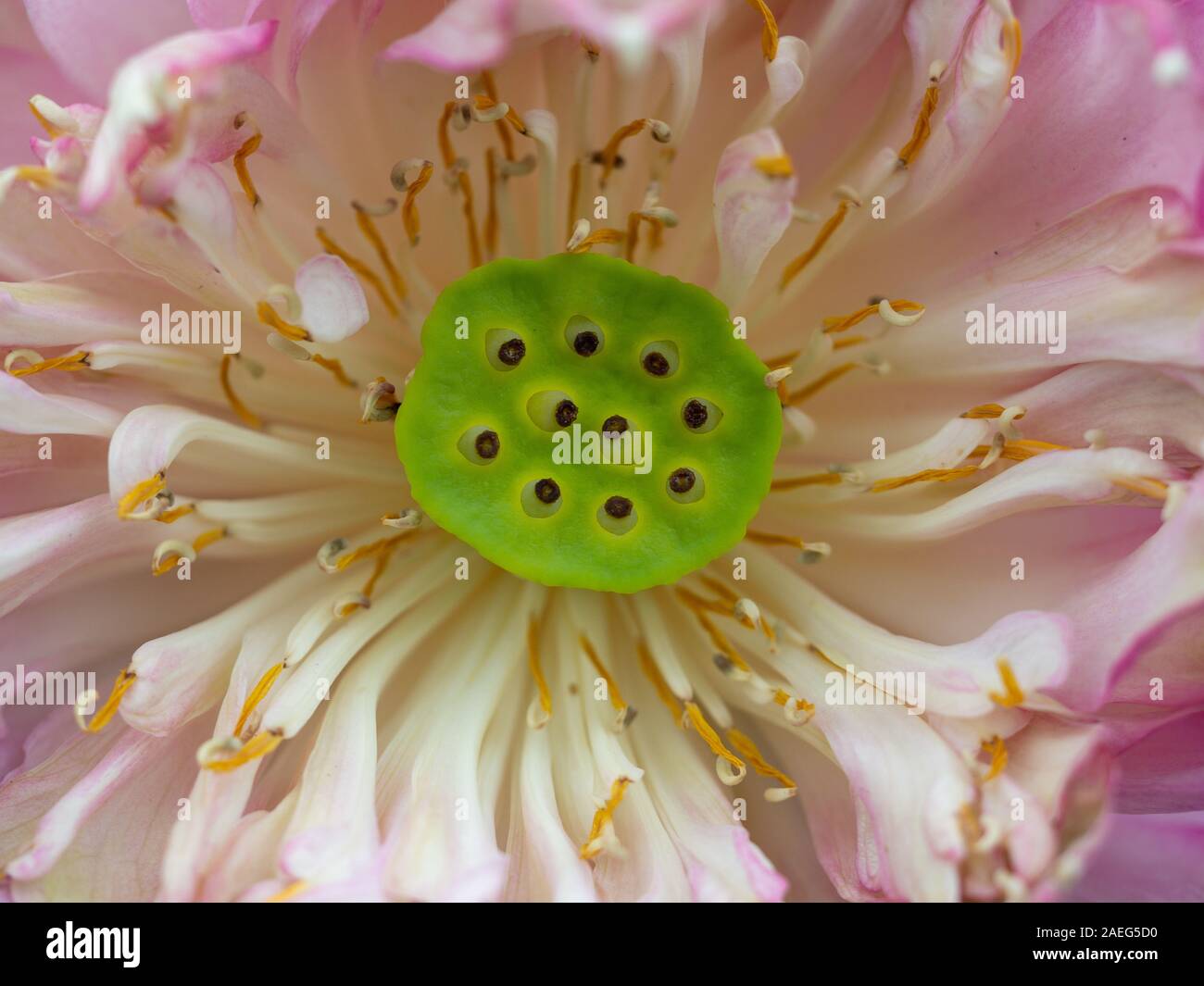 Nahaufnahme von Pollen und Blütenblätter der blühenden Pink Lotus; Wassertropfen auf grüne Blätter; Lotus Samen in getrockneten Kelch Stockfoto