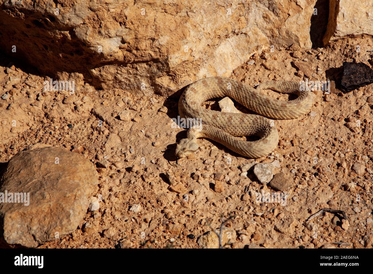 Das Feld horned Viper (Pseudocerastes fieldi), ist eine giftige Viper Arten endemisch in den Wüsten Nordafrikas und des Nahen Ostens. In Israel fotografiert. Stockfoto