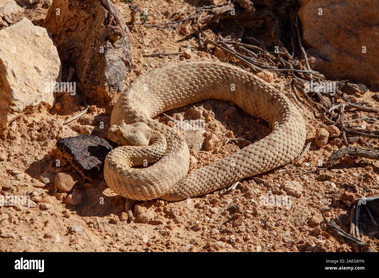 Das Feld horned Viper (Pseudocerastes fieldi), ist eine giftige Viper Arten endemisch in den Wüsten Nordafrikas und des Nahen Ostens. In Israel fotografiert. Stockfoto