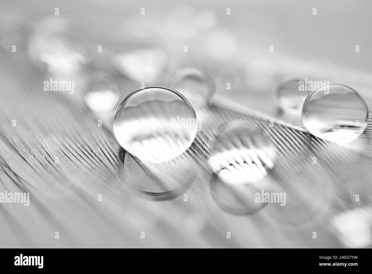 Schöne transparente Wassertropfen oder Regenwasser auf weichem Hintergrund. Makrofotografie. Desktop Hintergrund. Selektive konzentrieren. Horizontale. Stockfoto