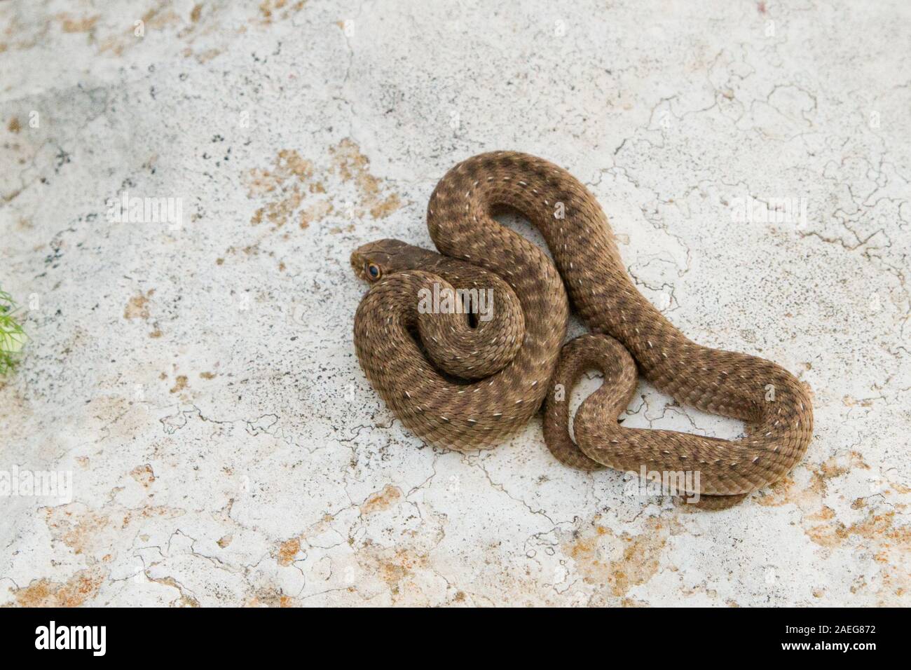 Malpolon monspessulanus, gemeinhin als Montpellier snake genannt, ist eine Pflanzenart aus der Gattung der Milde giftige hinten-fanged colubrids. Montpellier Schlange ist sehr kom Stockfoto