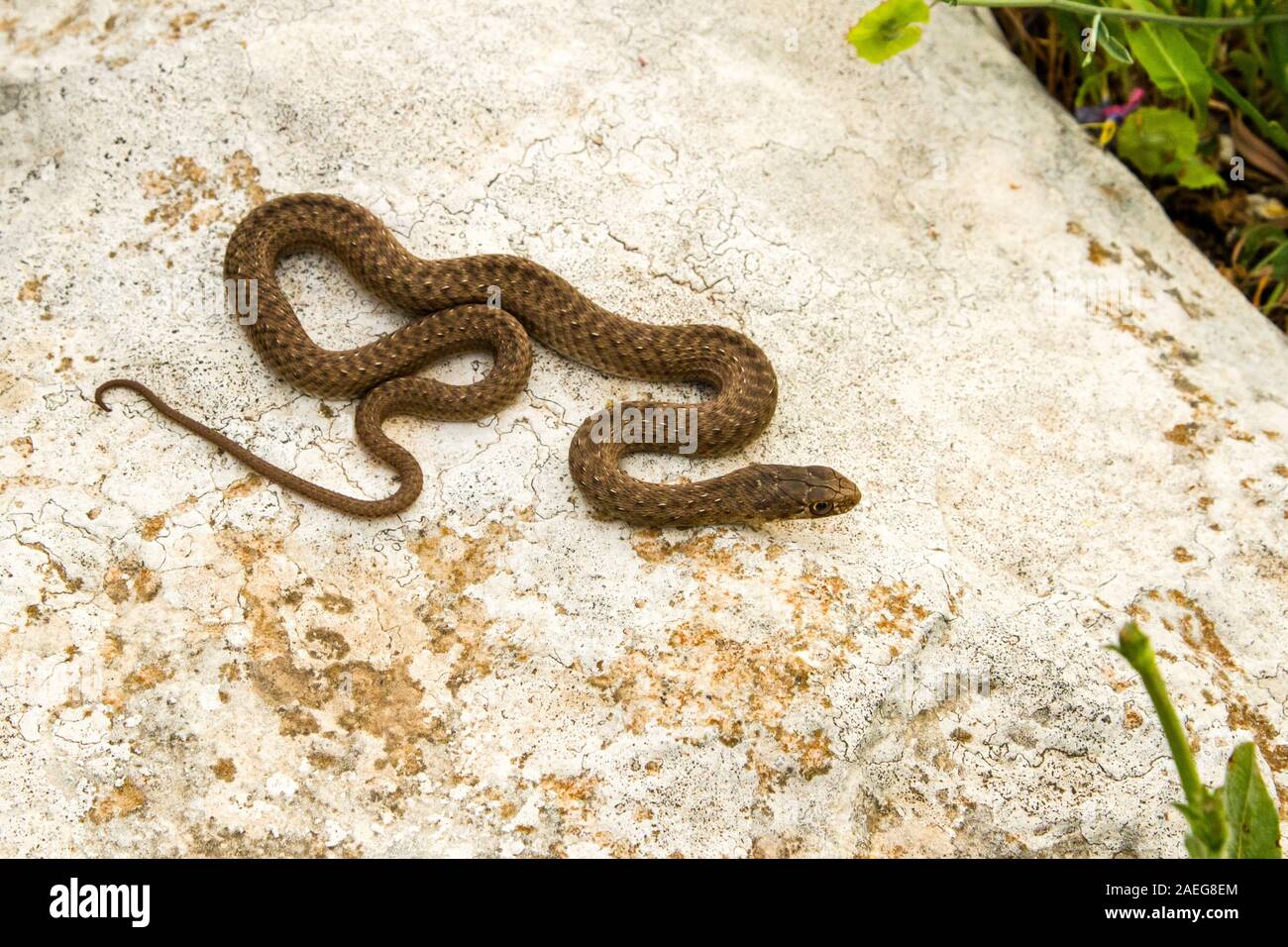 Malpolon monspessulanus, gemeinhin als Montpellier snake genannt, ist eine Pflanzenart aus der Gattung der Milde giftige hinten-fanged colubrids. Montpellier Schlange ist sehr kom Stockfoto