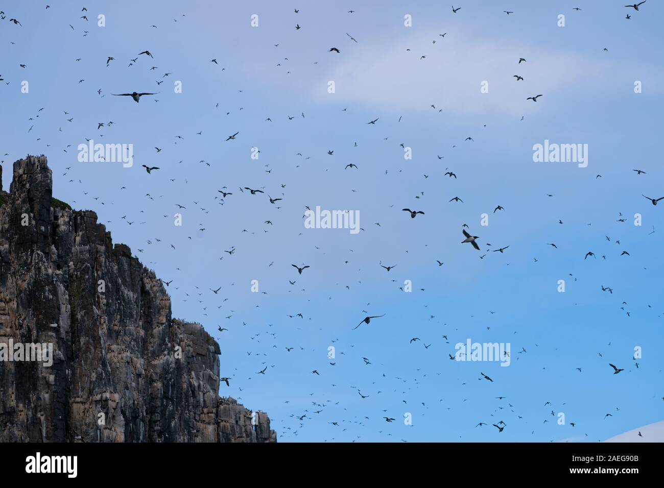 Kolonie von Thick-billed murre oder Brunnich die trottellumme (Uria lomvia) an Aalkefjellet Hinlopenstretet Spitzbergen, Svalbard, Heimat von über 60.000 Stockfoto
