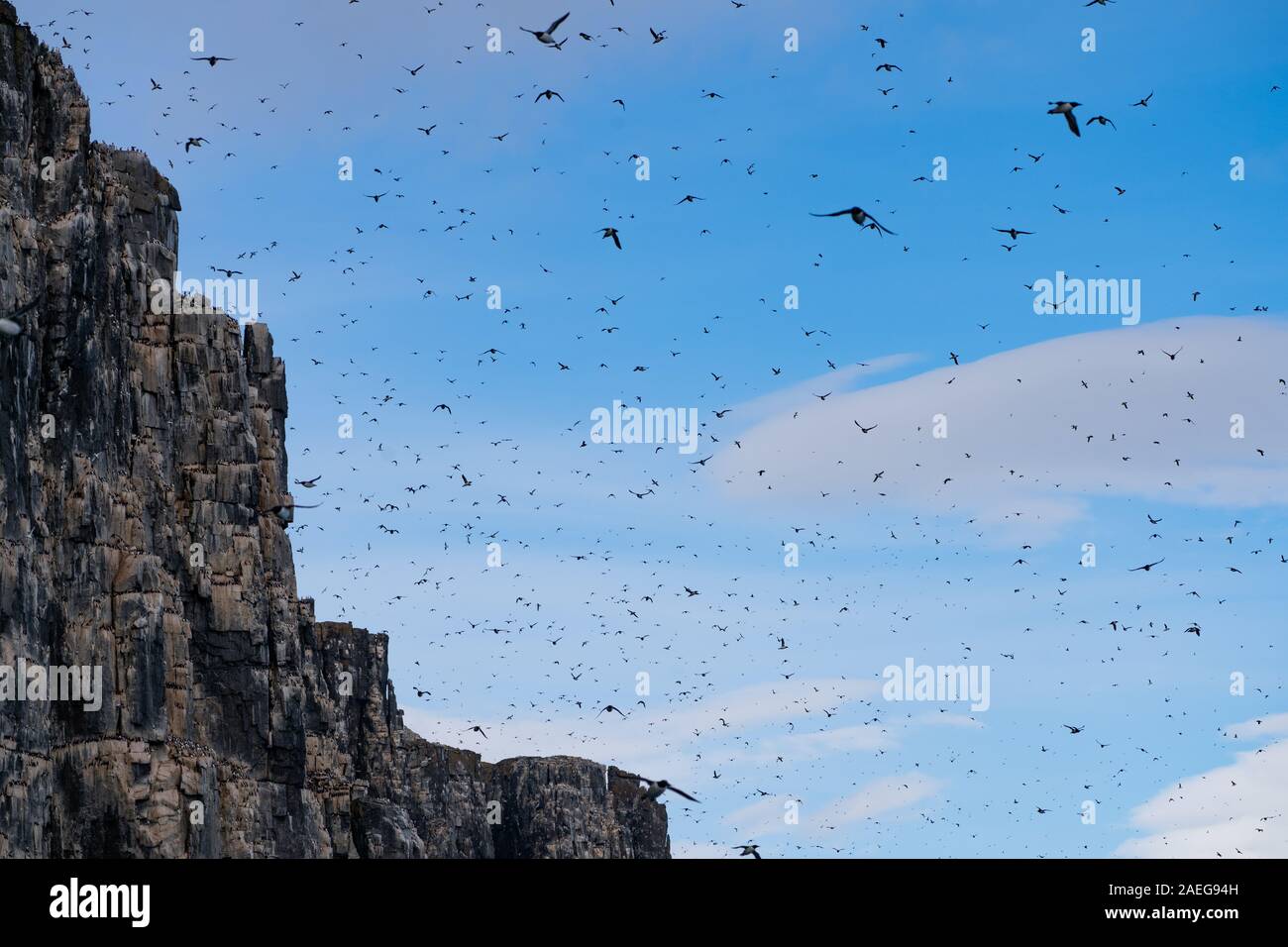 Kolonie von Thick-billed murre oder Brunnich die trottellumme (Uria lomvia) an Aalkefjellet Hinlopenstretet Spitzbergen, Svalbard, Heimat von über 60.000 Stockfoto