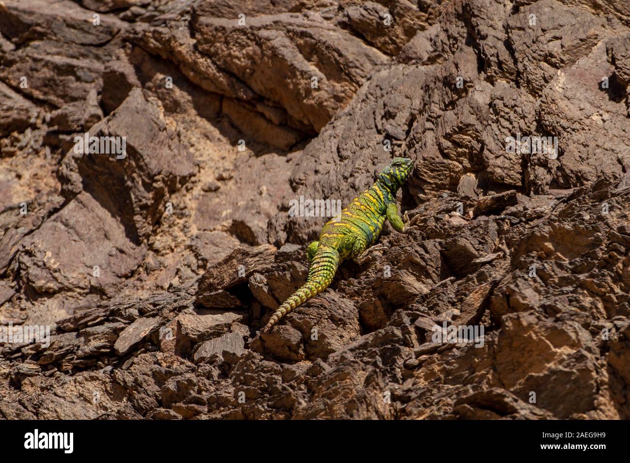 Männliche verzierten Mastigure (Uromastyx ornata) ist eine der schillerndsten Mitglieder der Gattung in Israel, mit einer Länge von bis zu 37 cm. Reich verzierte Mastigure kann Stockfoto