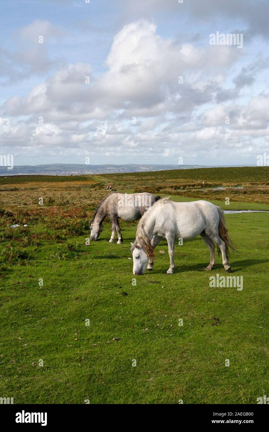 Wilde Pferde auf der Gower-Halbinsel in Wales, Großbritannien, walisische Landschaftponys britische Natur Stockfoto