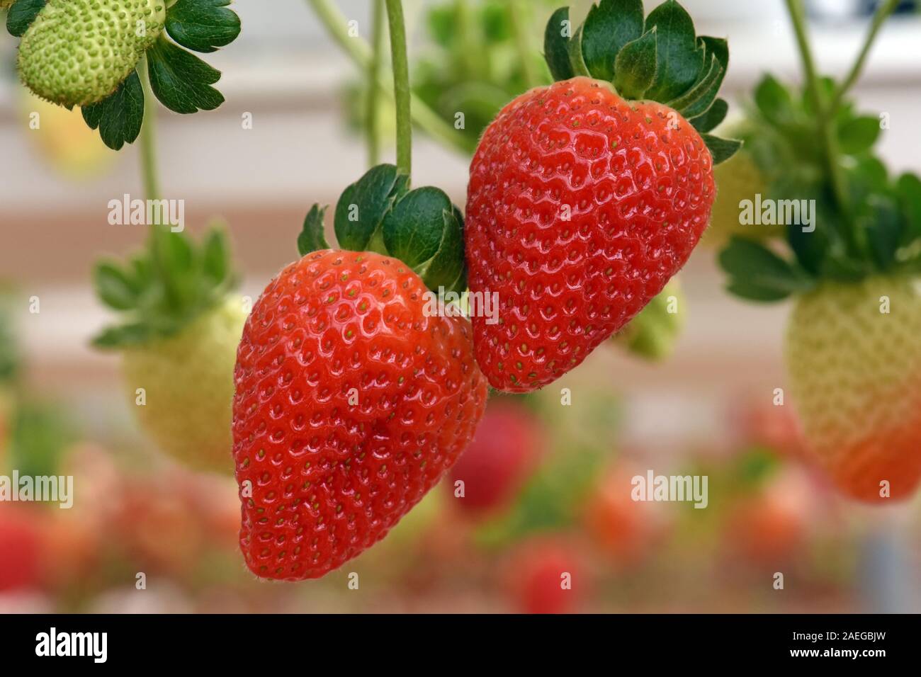 Erdbeeren wachsen in Nahaufnahme Stockfoto