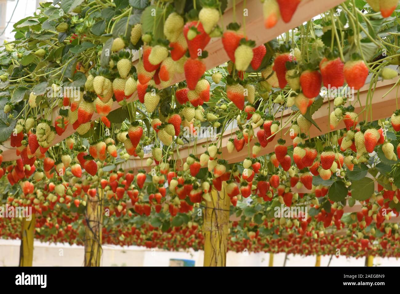 Erdbeeren wachsen in der Luft Stockfoto