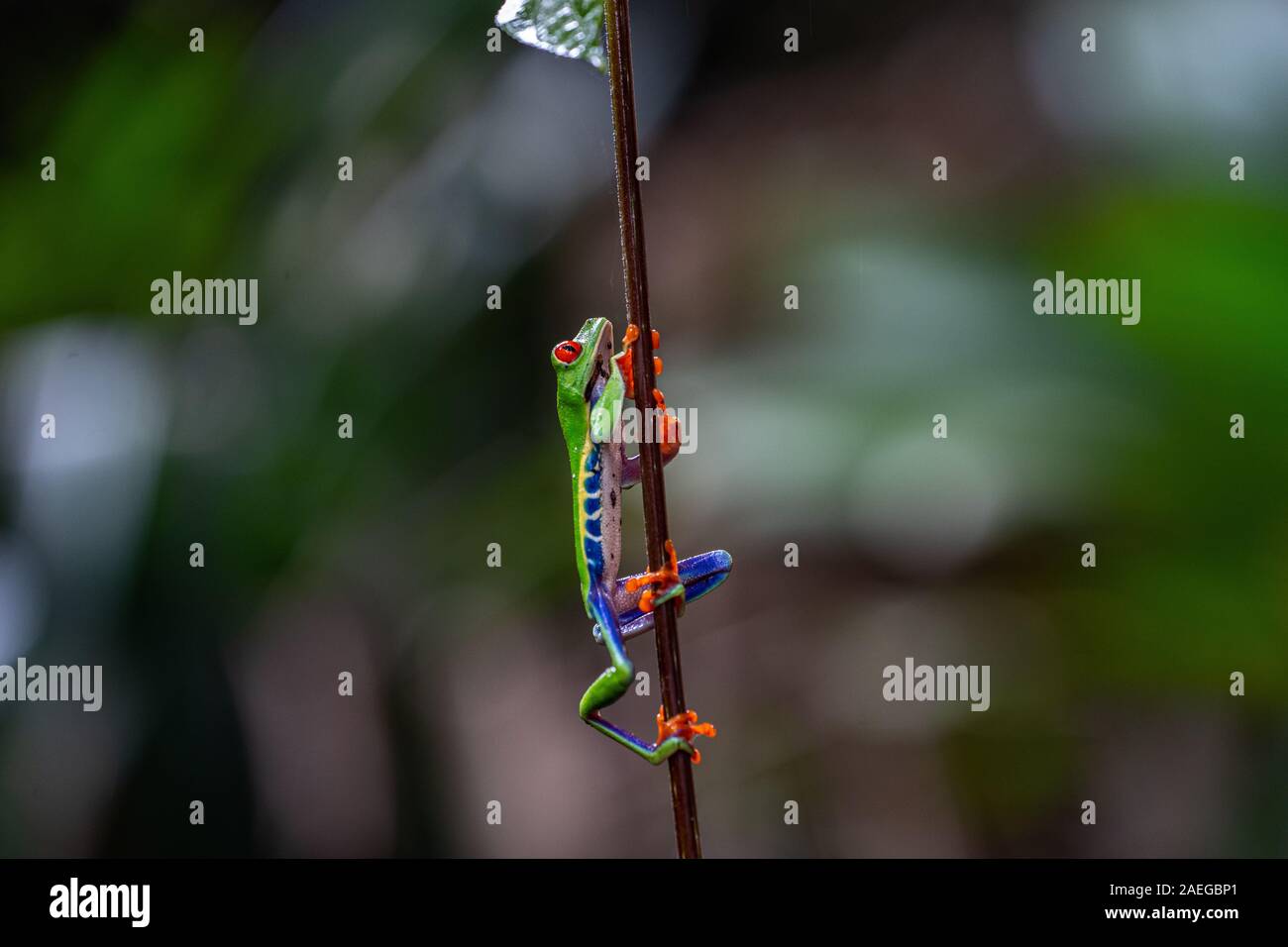 Red-eyed Treefrog (Agalychnis callidryas) in Costa Rica Regenwald. Dieser Frosch ist in den tropischen Regenwäldern von Mittelamerika, wo es lebt, gefunden Stockfoto