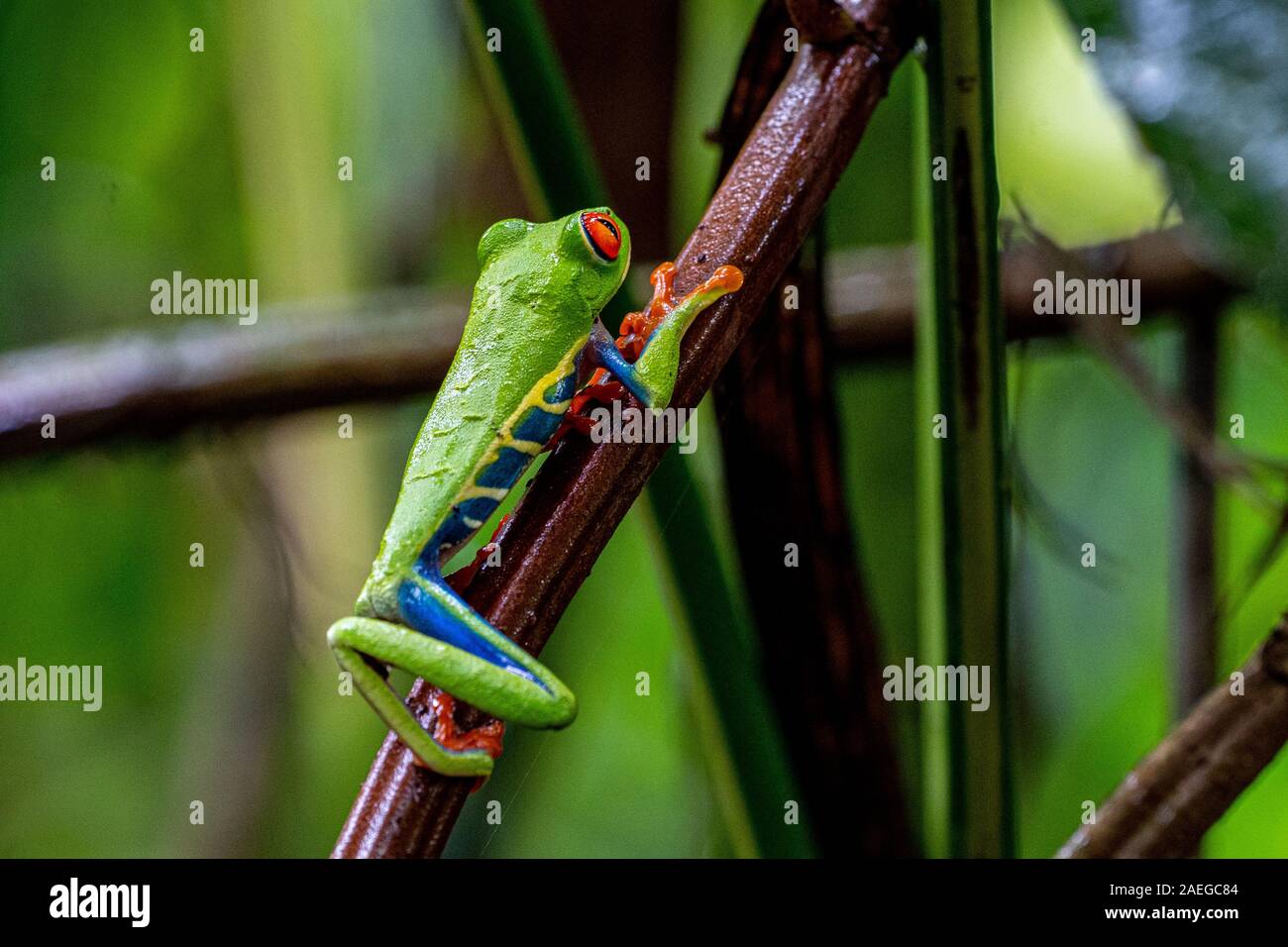 Red-eyed Treefrog (Agalychnis callidryas) in Costa Rica Regenwald. Dieser Frosch ist in den tropischen Regenwäldern von Mittelamerika, wo es lebt, gefunden Stockfoto