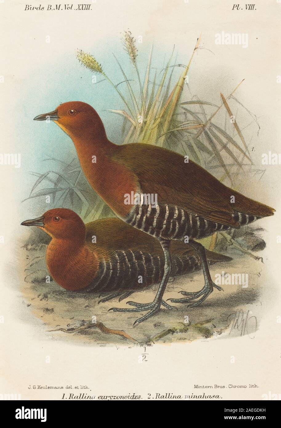 John gerrard Keulemans, Vögel von Philippinen Vögel von Philippinen Stockfoto