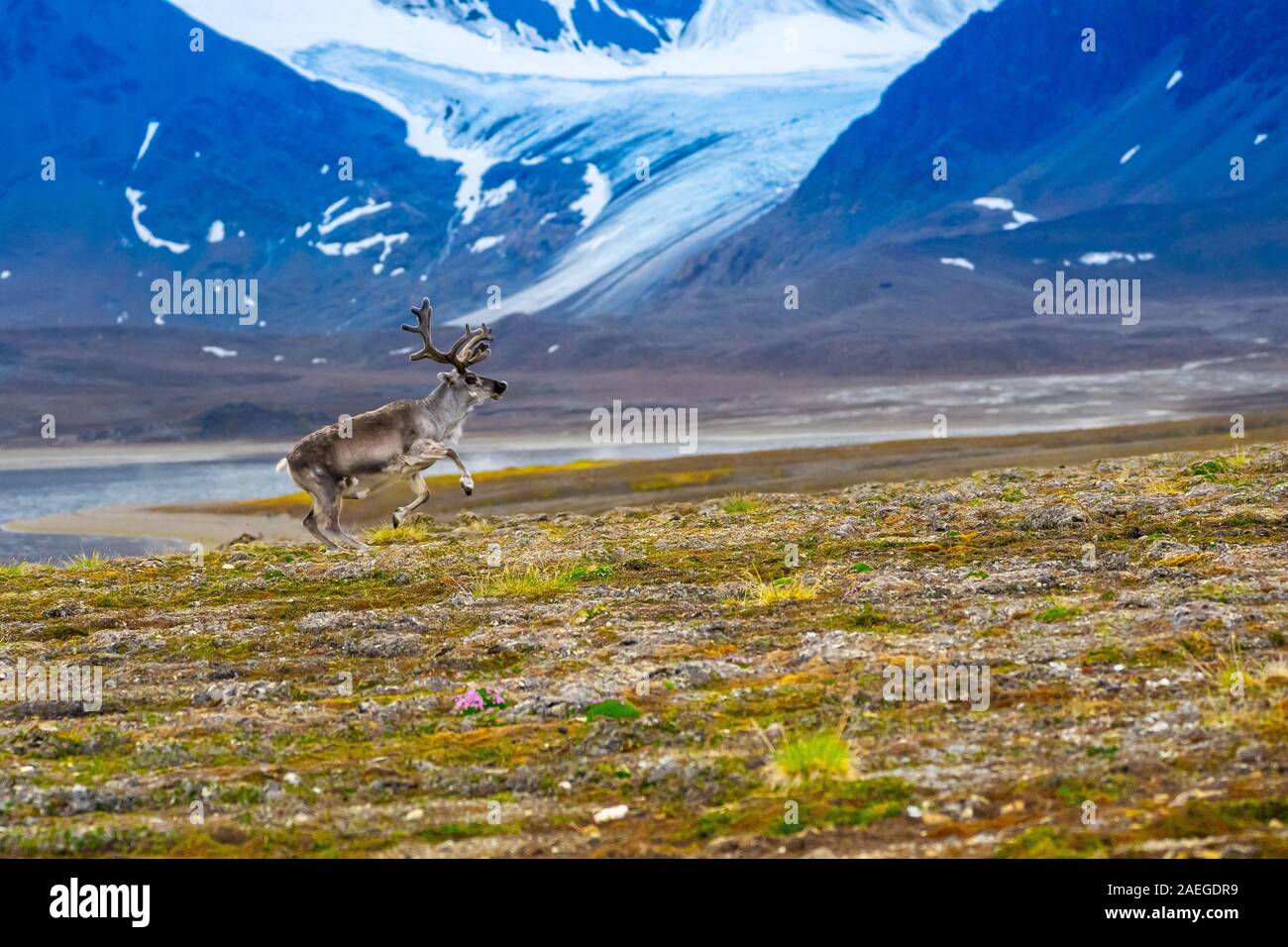 Ein männlicher Svalbard Rentier (Rangifer tarandus platyrhynchus) in der Tundra im Sommer mit seinem Geweih noch in Samt. Diese Pflanzen fressende SÄUGETIER ist der Sm Stockfoto