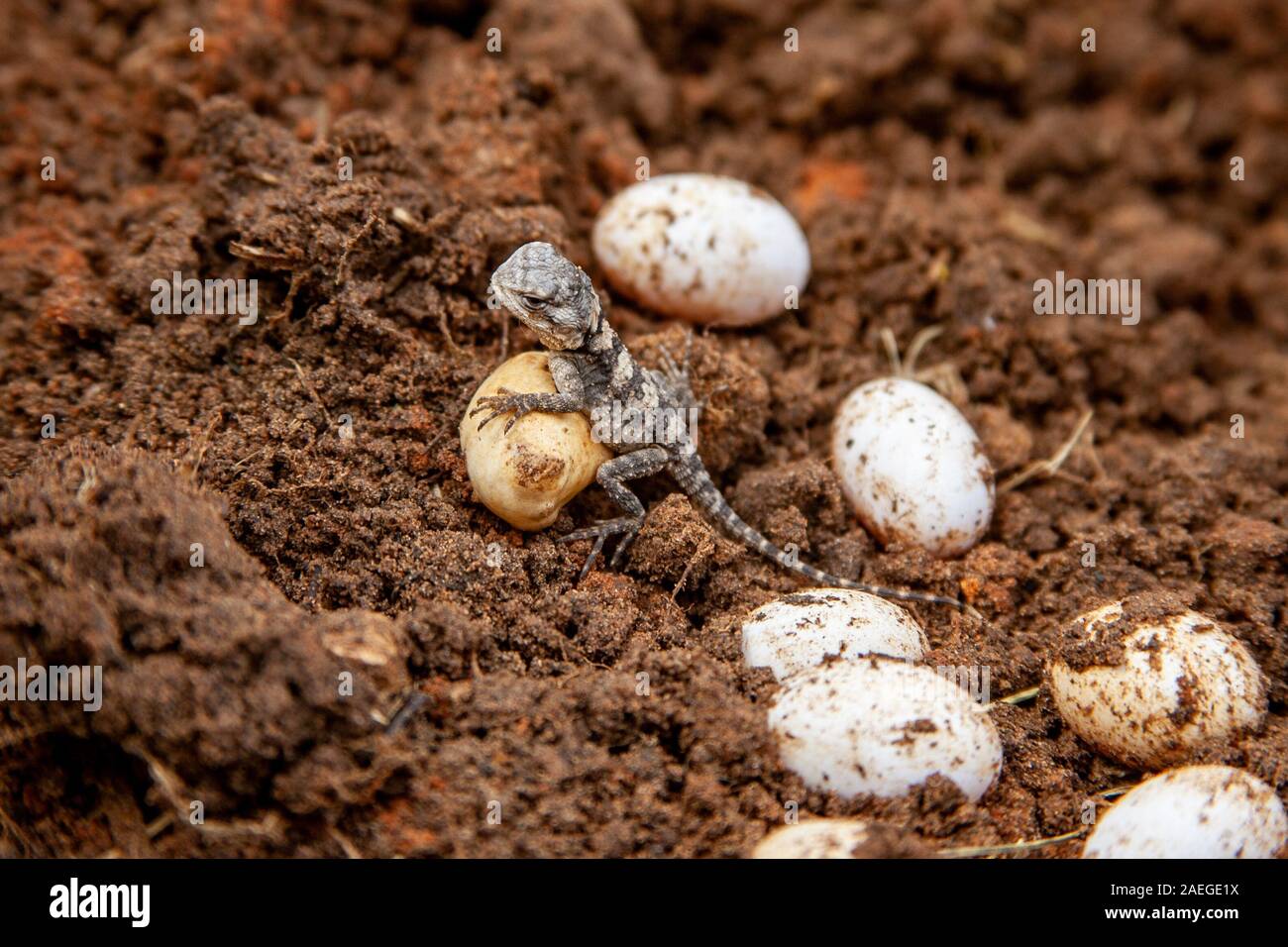 Roughtail rock Agama (Laudakia stellio) mit Eier in seinem Nest, fotografiert in Israel. Stockfoto