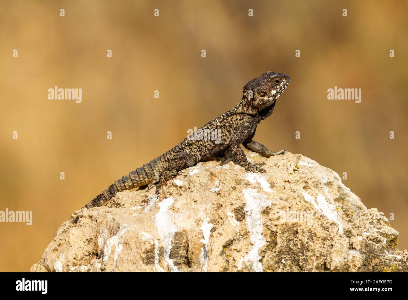 Roughtail rock Agama (Laudakia stellio), Aalen in der Sonne auf einem Felsen, fotografiert in Israel. Stockfoto