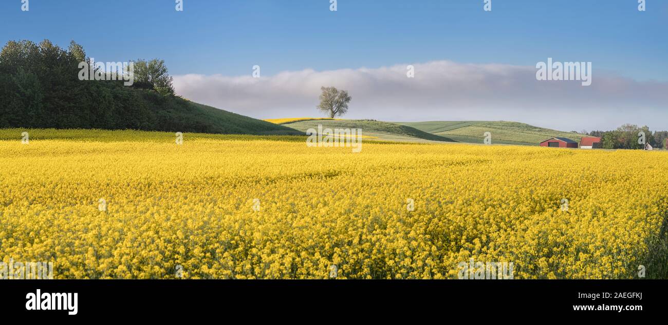 Gelbe Raps Feld mit einsamer Baum in weite Landschaft, Skane, Schweden, Skandinavien. Stockfoto