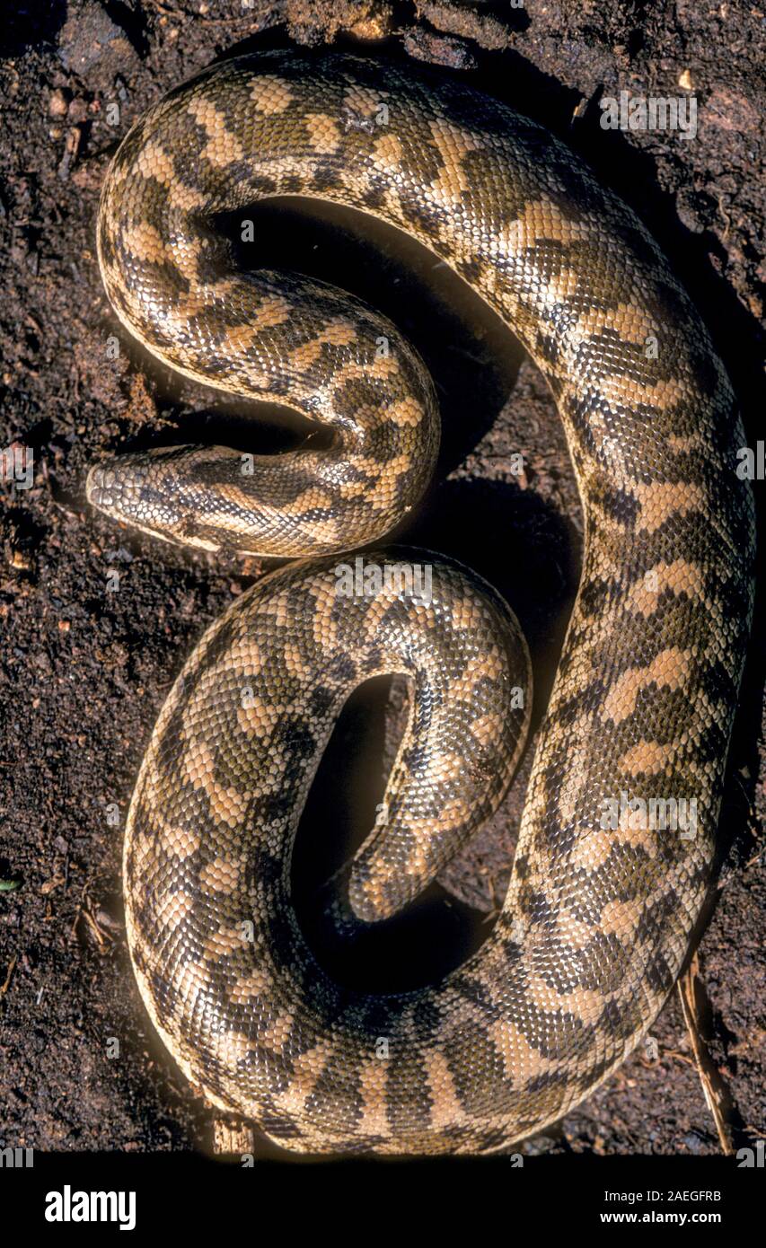 Javelin Sand boa (Eryx jaculus) im Sand. Diese Schlange ist in Osteuropa, im Kaukasus, im Nahen Osten und in Afrika. In Israel fotografiert. Stockfoto