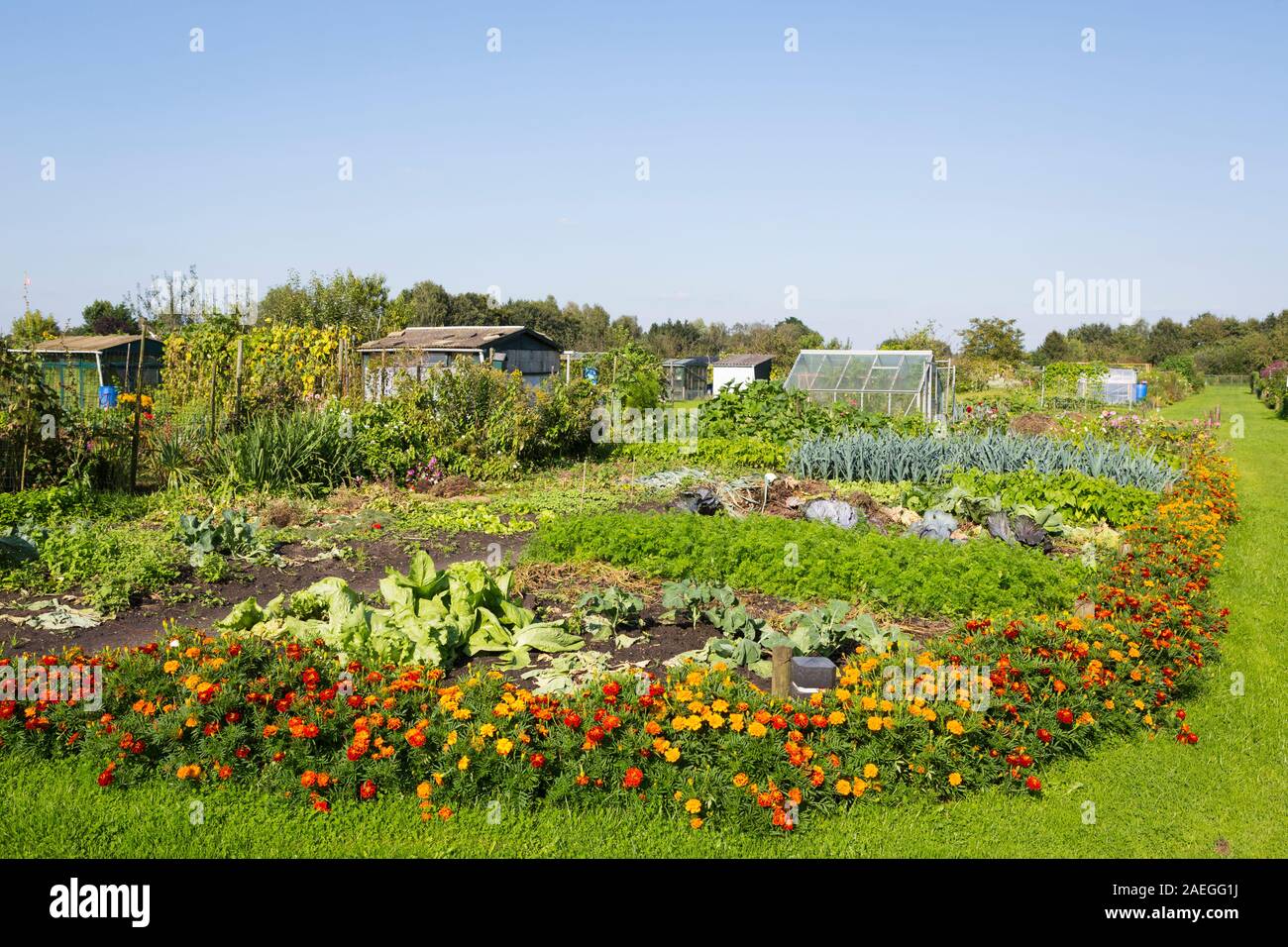 Niederländische Kleingärten mit Gemüse und Blumen im Sommer, Niederlande Stockfoto