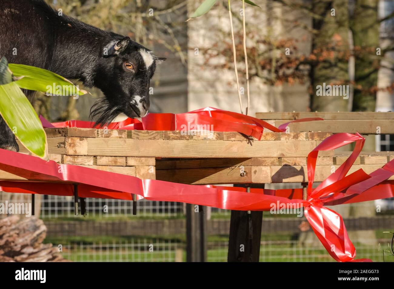 ZSL Whipsnade Zoo, UK, 09. Dez 2019. Die KThe zoo Truppe von zwergziegen haben eine großartige Zeit Nibbeln auf Ihre weihnachtliche Köstlichkeiten, während keepers Catherine Doherty und Stacey Barker. Lemuren, Nashörner, Löwen und Zwergziegen alle aufwachen, um eine festliche Überraschung wie die Hüter vor Weihnachten mit den Tieren im ZSL Whipsnade Zoo zu feiern. Credit: Imageplotter/Alamy leben Nachrichten Stockfoto