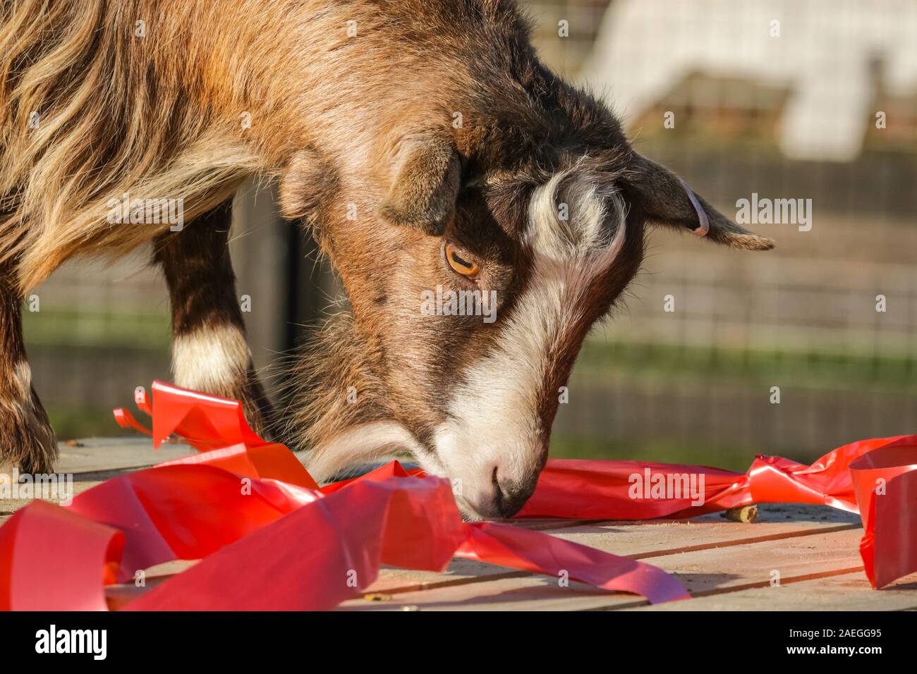 ZSL Whipsnade Zoo, UK, 09. Dez 2019. Die KThe zoo Truppe von zwergziegen haben eine großartige Zeit Nibbeln auf Ihre weihnachtliche Köstlichkeiten, während keepers Catherine Doherty und Stacey Barker. Lemuren, Nashörner, Löwen und Zwergziegen alle aufwachen, um eine festliche Überraschung wie die Hüter vor Weihnachten mit den Tieren im ZSL Whipsnade Zoo zu feiern. Credit: Imageplotter/Alamy leben Nachrichten Stockfoto