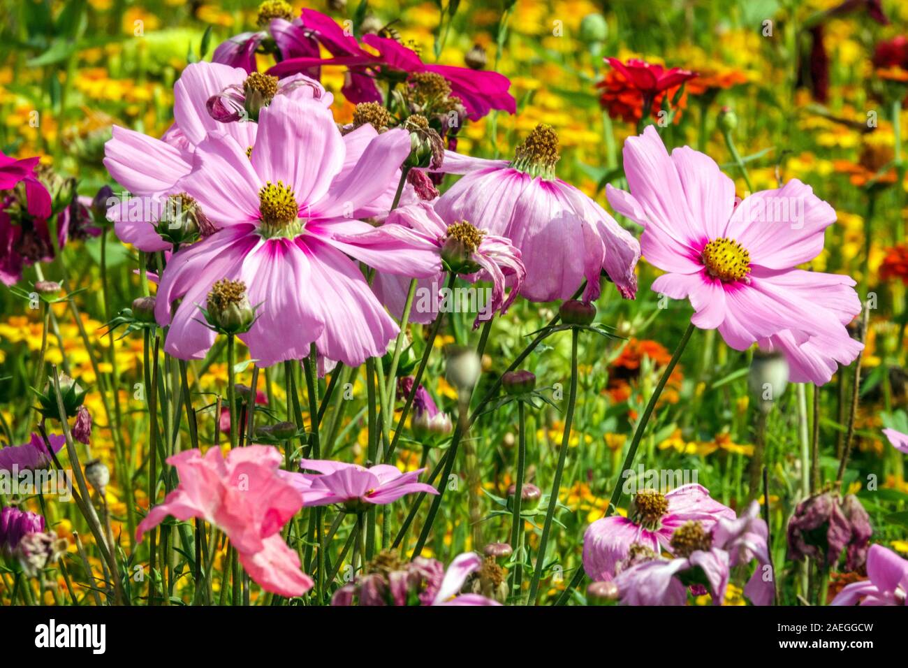 Mehrfarbiger Blumengarten Cosmos bipinnatus Blumen rosa-gelb Stockfoto