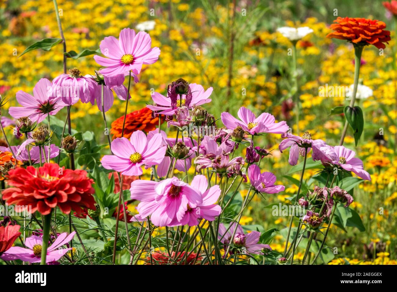 Blumen am Gartenrand mehrfarbiges Bett Sommerblumen am Rand Kosmos Bettwäsche Stockfoto