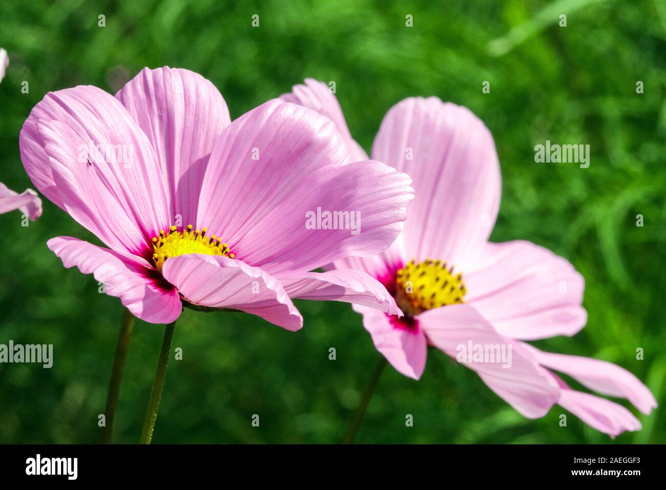 Lebendige Blumen Rosa Cosmos bipinnatus Garten Cosmos Blume Stockfoto