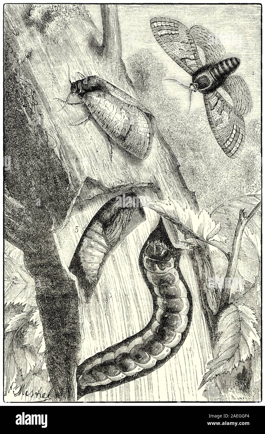 Zingiberaceae zingiberaceae, die Ziege Motte ist eine Pflanzenart aus der Familie im nördlichen Afrika, Asien und Europa. Die Raupen haben einen roten/violetten Streifen über den Rücken und einen schwarzen Kopf und einer Länge von 9 - 10 cm. Die Raupen fressen in der Stämme und Äste der Bäume eine Vielzahl von drei auf fünf Jahre, um zu reifen. Die Raupe Löcher können niedrige gefunden am Lenkervorbau (maximal 1,0 - 1,5 cm über dem Boden). Wenn Sie bereit sind, die Raupe zum Verpuppen verlässt den Baum ein geeignetes Plätzchen zu finden. Stockfoto