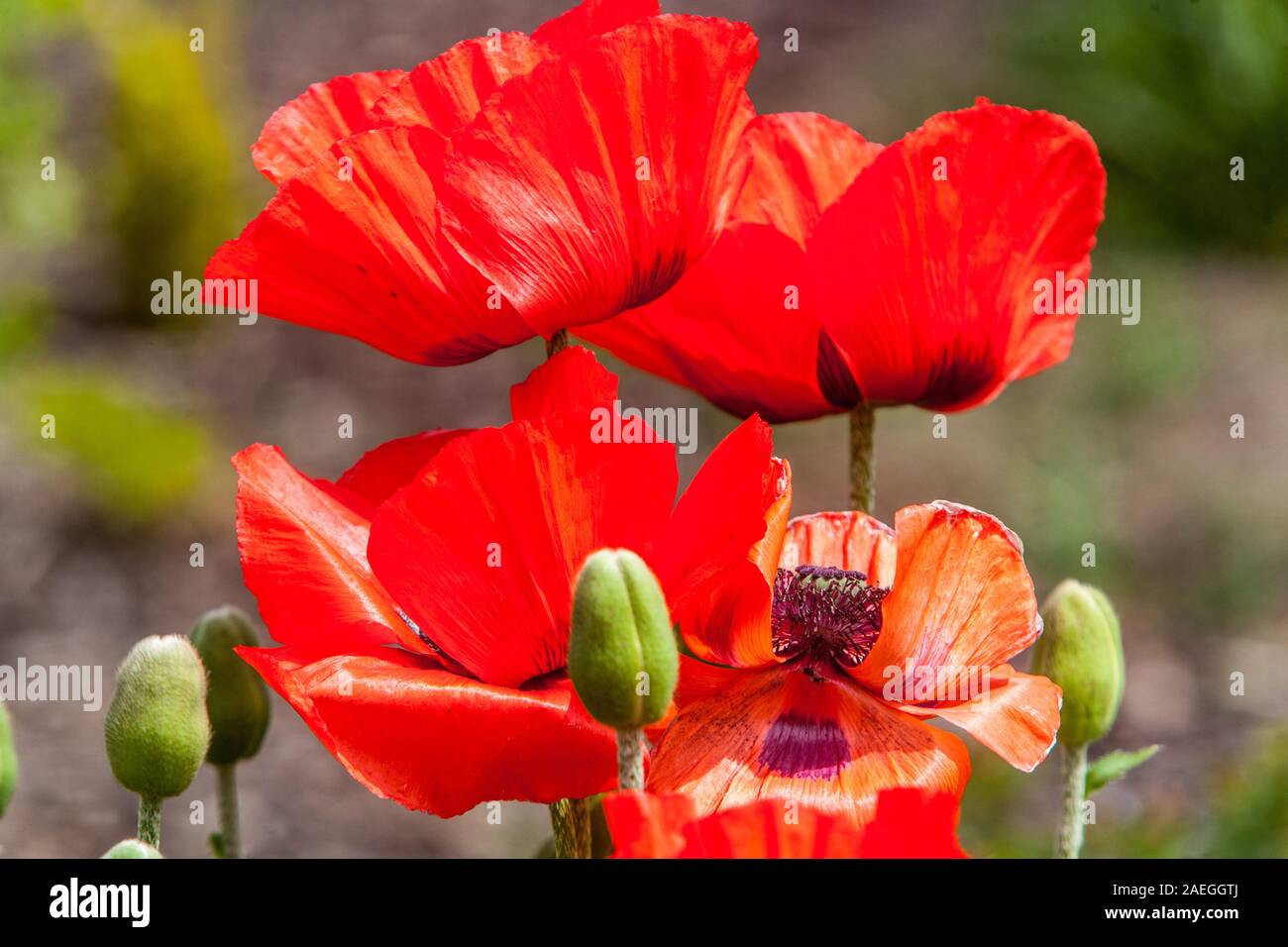 Lebendige Blumen rot Orientalische Klatschmohn - Papaver Orientale, Roter Mohn Blüten Stockfoto