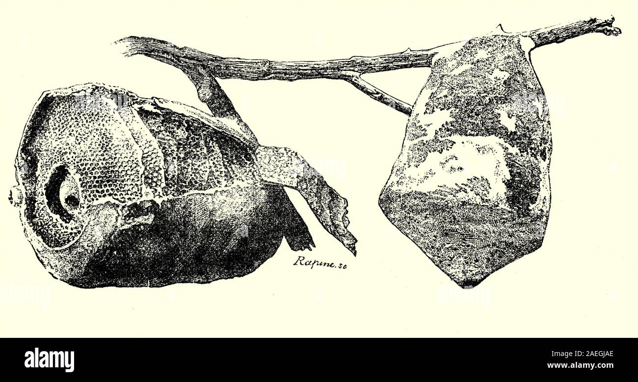 Wespen sind vespid Wespen, die Fasern von Totholz und Pflanze stammt, die Sie mischen mit Speichel sammeln und verwenden Sie Wasser zu konstruieren - beständig Nester aus Grau oder Braun papery Material. Die Nester werden durch offene Kämme mit Zellen für Brut, Aufzucht geprägt, und ein "Stiel", oder eingeengt, dass Anker das Nest. Wespen sezernieren eine Chemikalie, vertreibt Ameisen, die Sie rund um die Basis der Anker Verbreitung der Verlust der Eier oder der Brut zu verhindern. Stockfoto