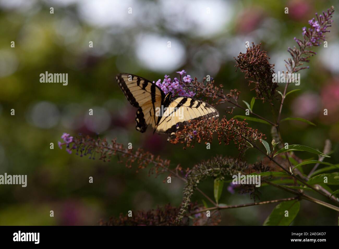 Eine gelbe und schwarze Schmetterling ein Schmetterling Bush im Staat New York. Stockfoto