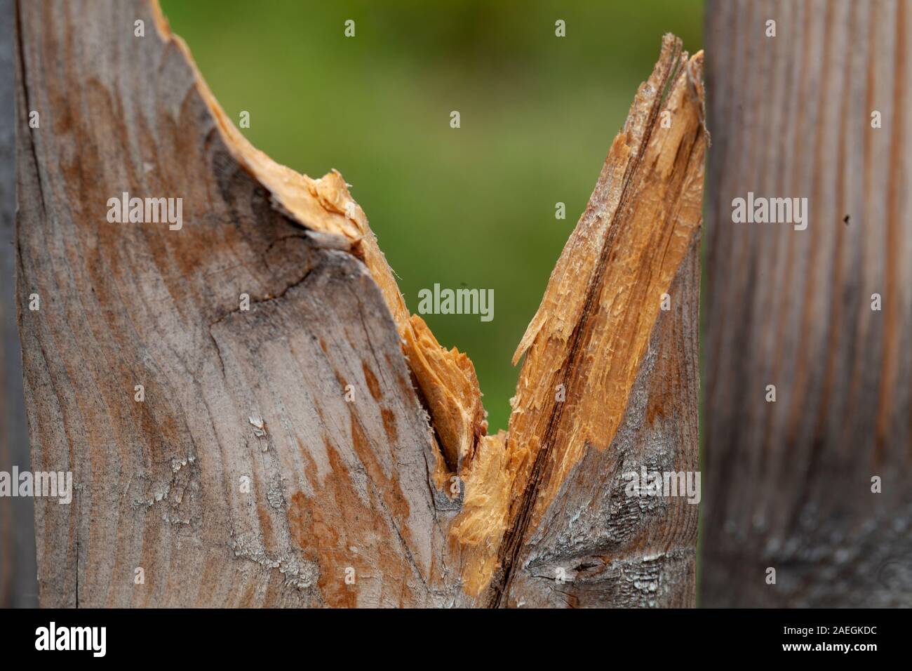 Eine gebrochene Holzzaun Leiste mit grünem Gras hinter sich. Stockfoto