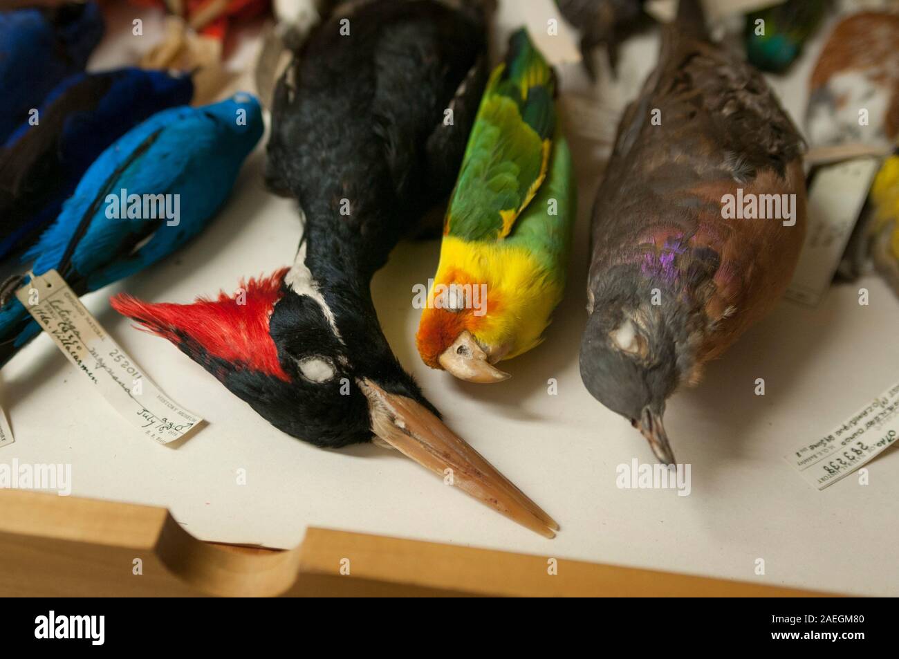 Exemplare der ausgestorbenen Vögel im Field Museum of Natural History, Chicago, USA. L bis R: Ivory-billed woodpecker, Carolina parakeet, Passagier Taube. Stockfoto
