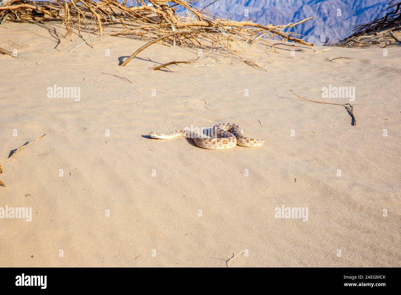 1001 horned Viper (Cerastes gasperettii mendelssohni) eine giftige Viper Arten, die vor allem in der Arabischen Halbinsel. und Norden nach Israel und ICH Stockfoto