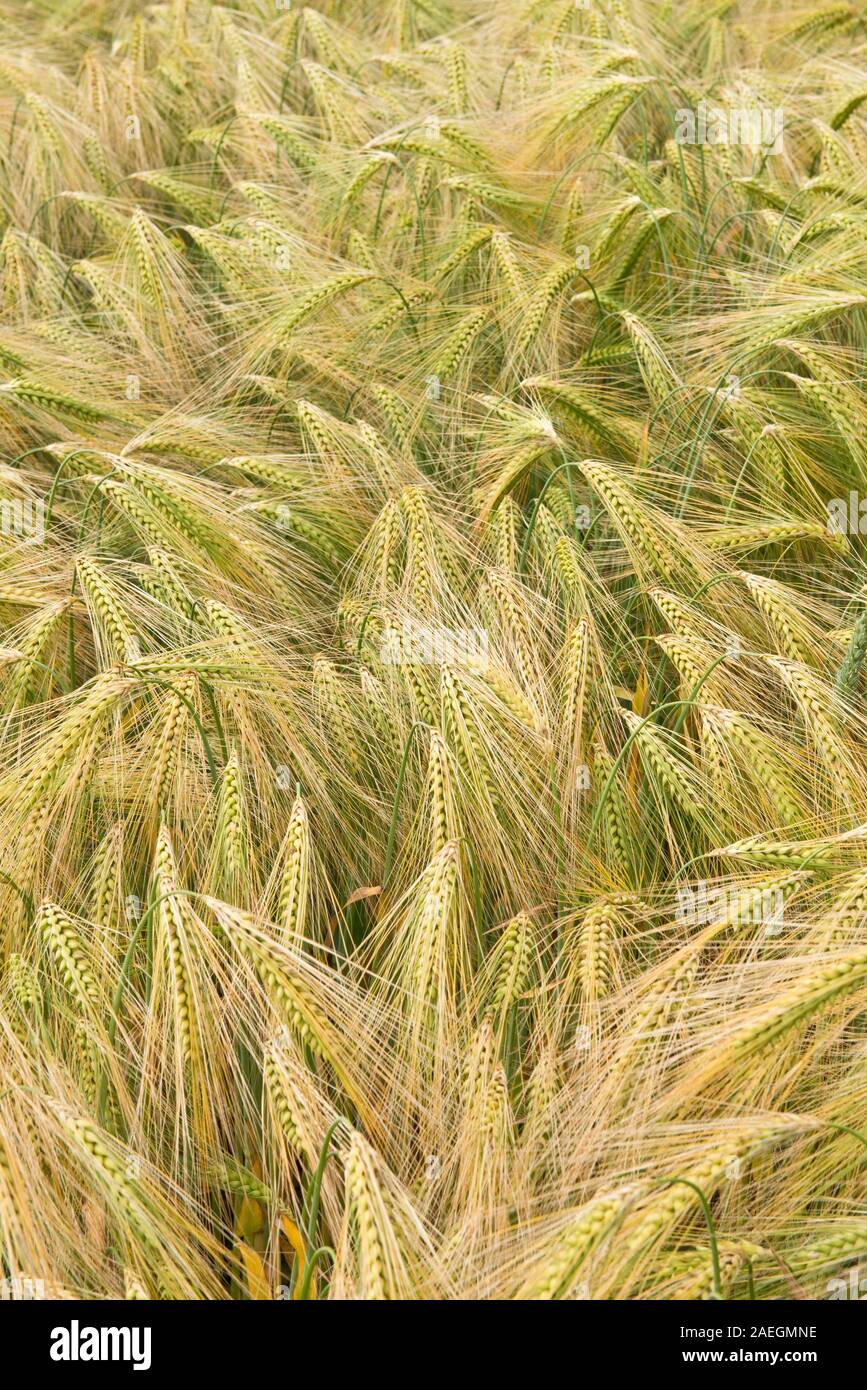 Gerste Getreide in Bauernhof Feld. North Yorkshire, England Stockfoto