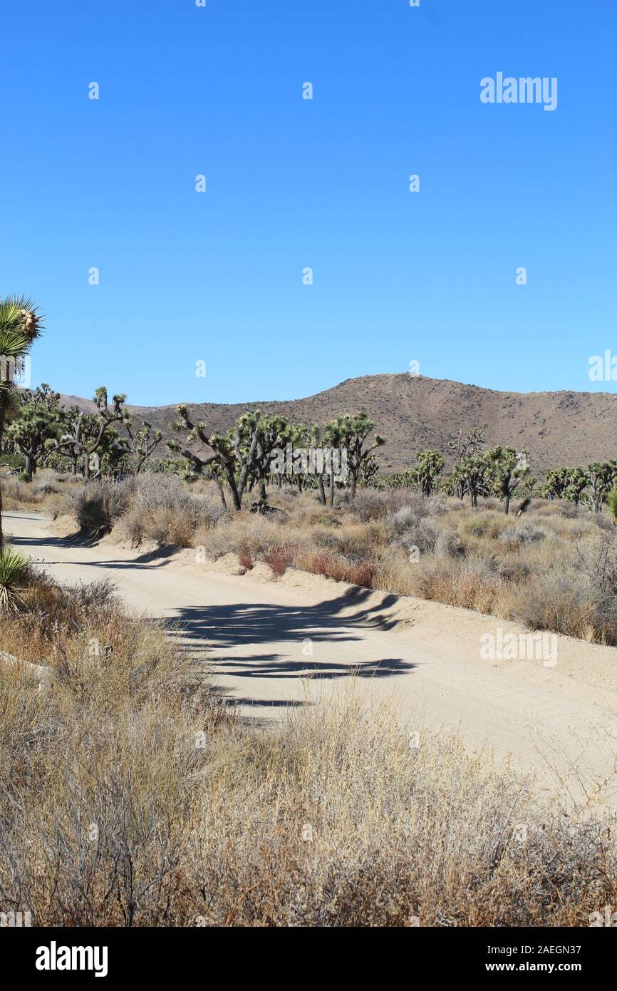 Einheimische Pflanzen der Südlichen Mojave Wüste corral verloren Pferd Mine Road in Joshua Tree National Park. Stockfoto