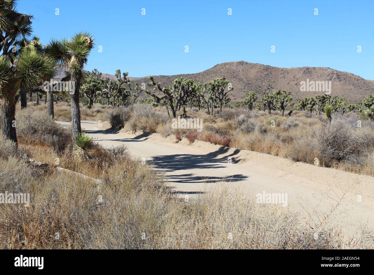 Einheimische Pflanzen der Südlichen Mojave Wüste corral verloren Pferd Mine Road in Joshua Tree National Park. Stockfoto
