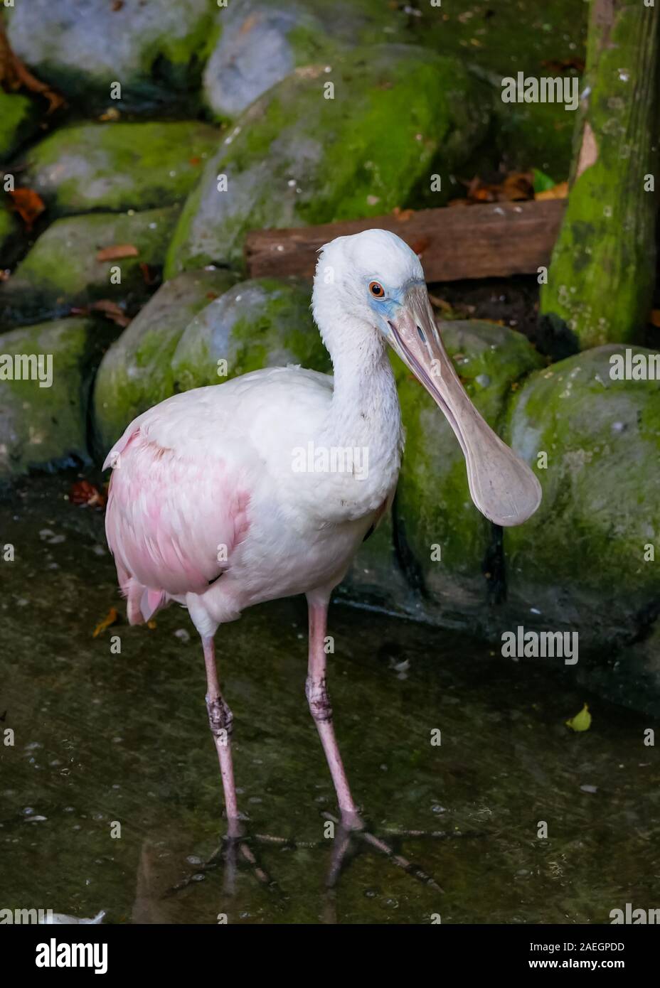 Schöne rosa Vogel namens Rosalöffler (Platalea ajaja) Stockfoto