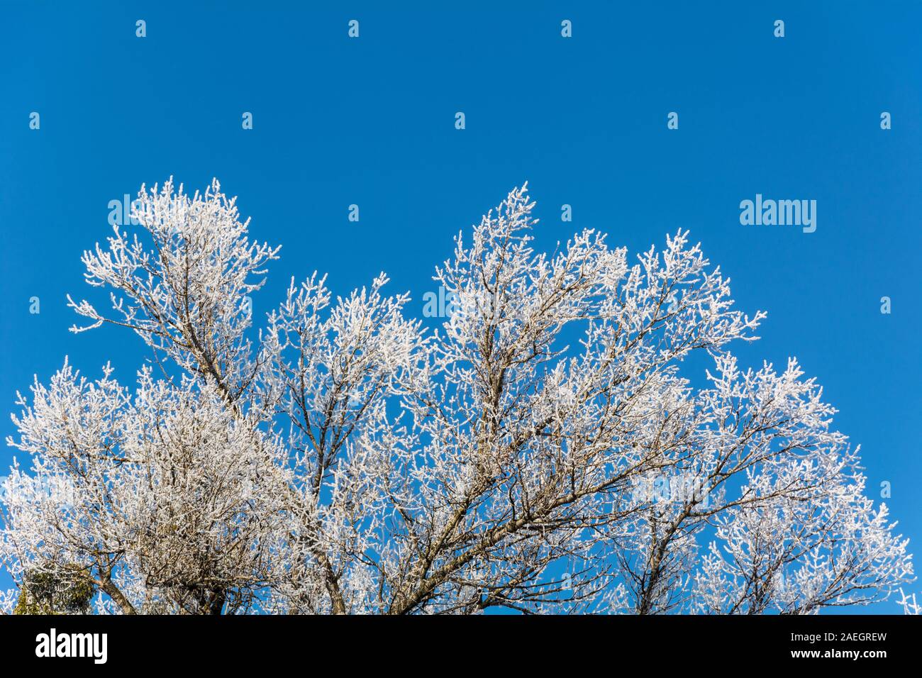 Geschichte Winter, Bäume in der Frost und Sky Stockfoto