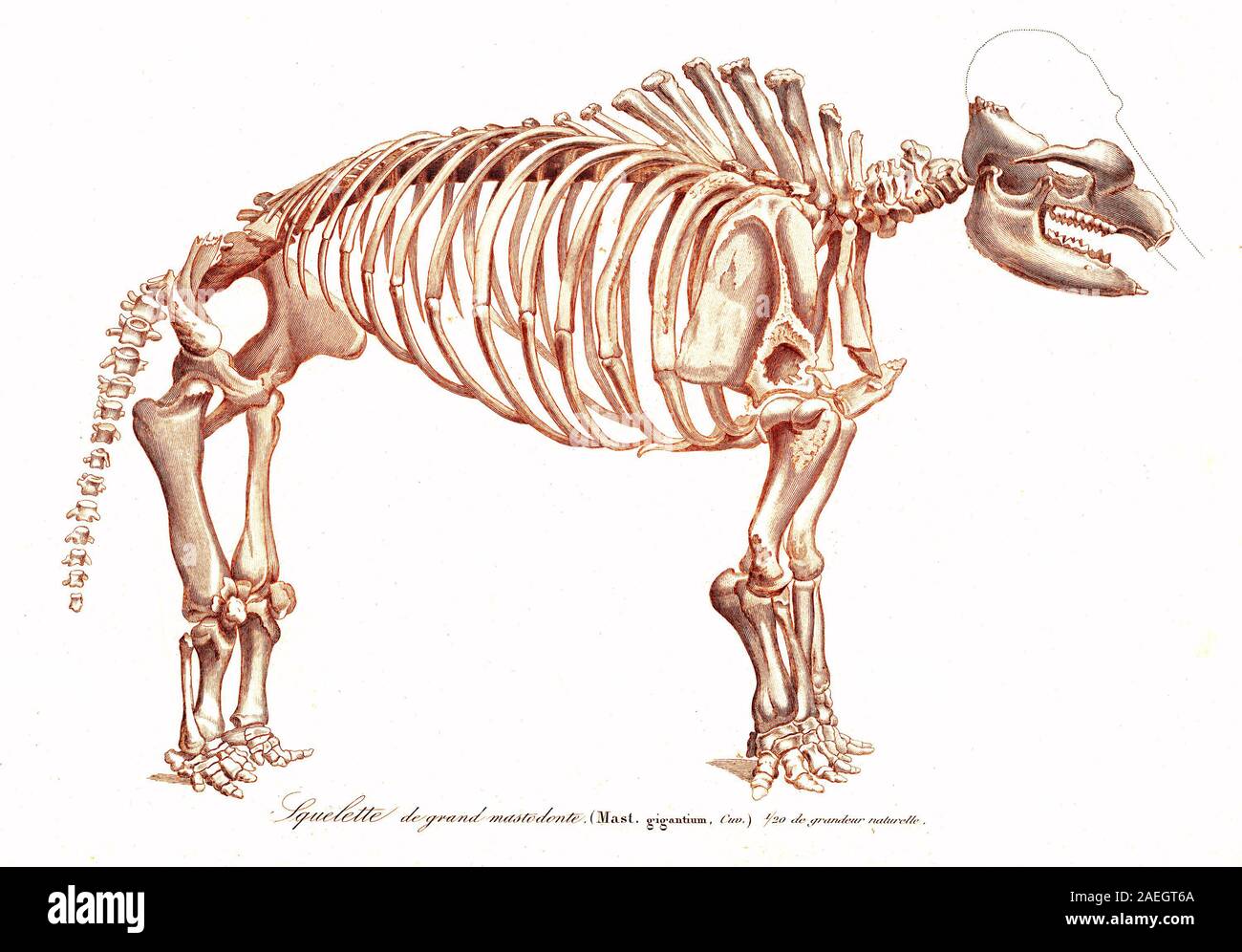 Amerikanische Mastodom Mas Gigantium Mastodon Skelett Mas Gigantium Digitale Reproduktion Einer Vorlage Drucken Aus Dem 19 Jahrhundert Stockfotografie Alamy