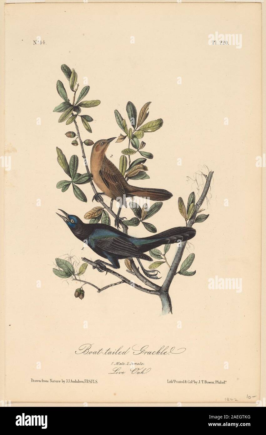 John T Bowen, nachdem John James Audubon, Boat-Tailed Grackle, 1840 Boat-Tailed Grackle; 1840 Datum Stockfoto