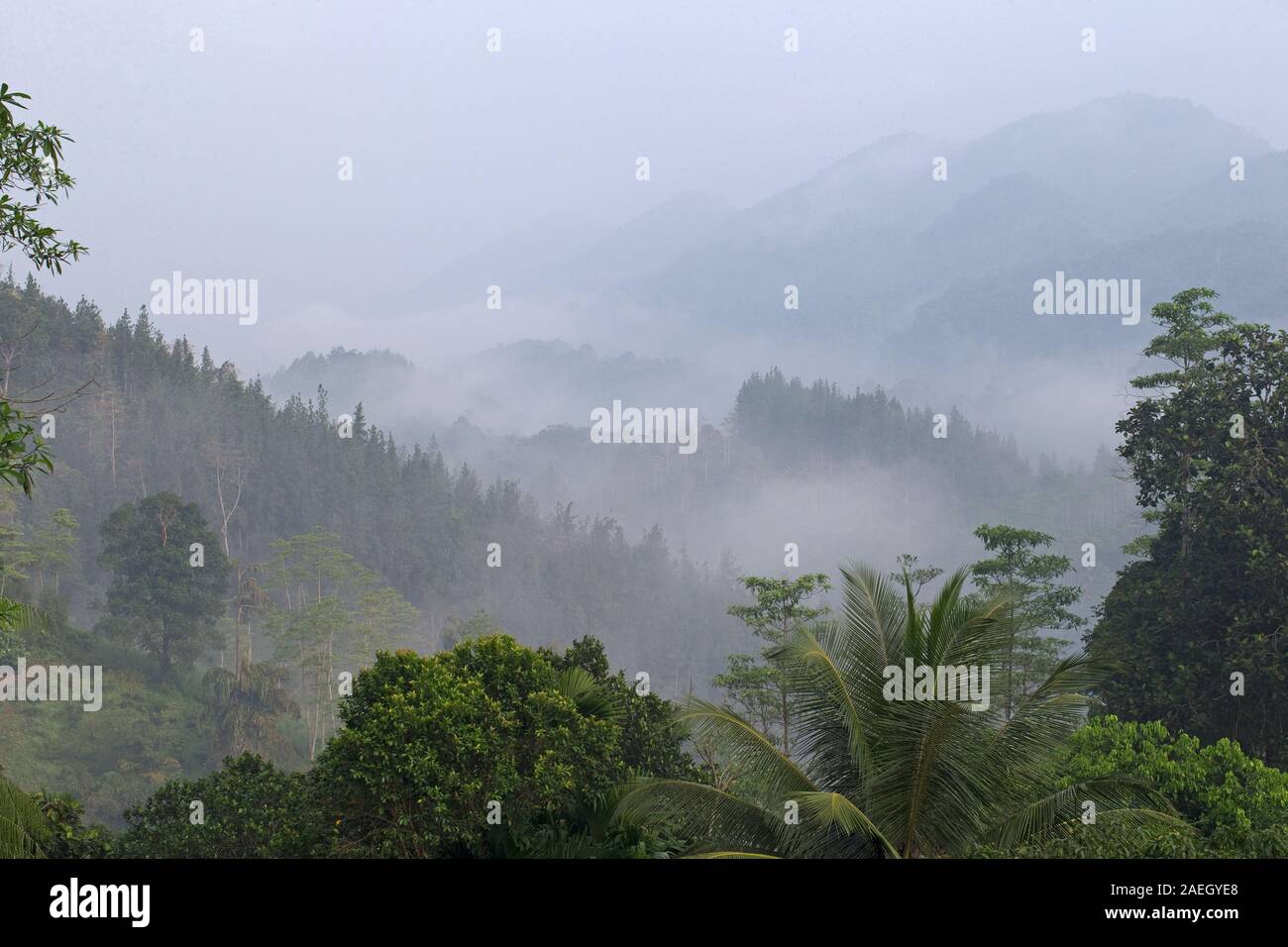 Sinharaja Forest Reserve Sri Lanka Stockfoto