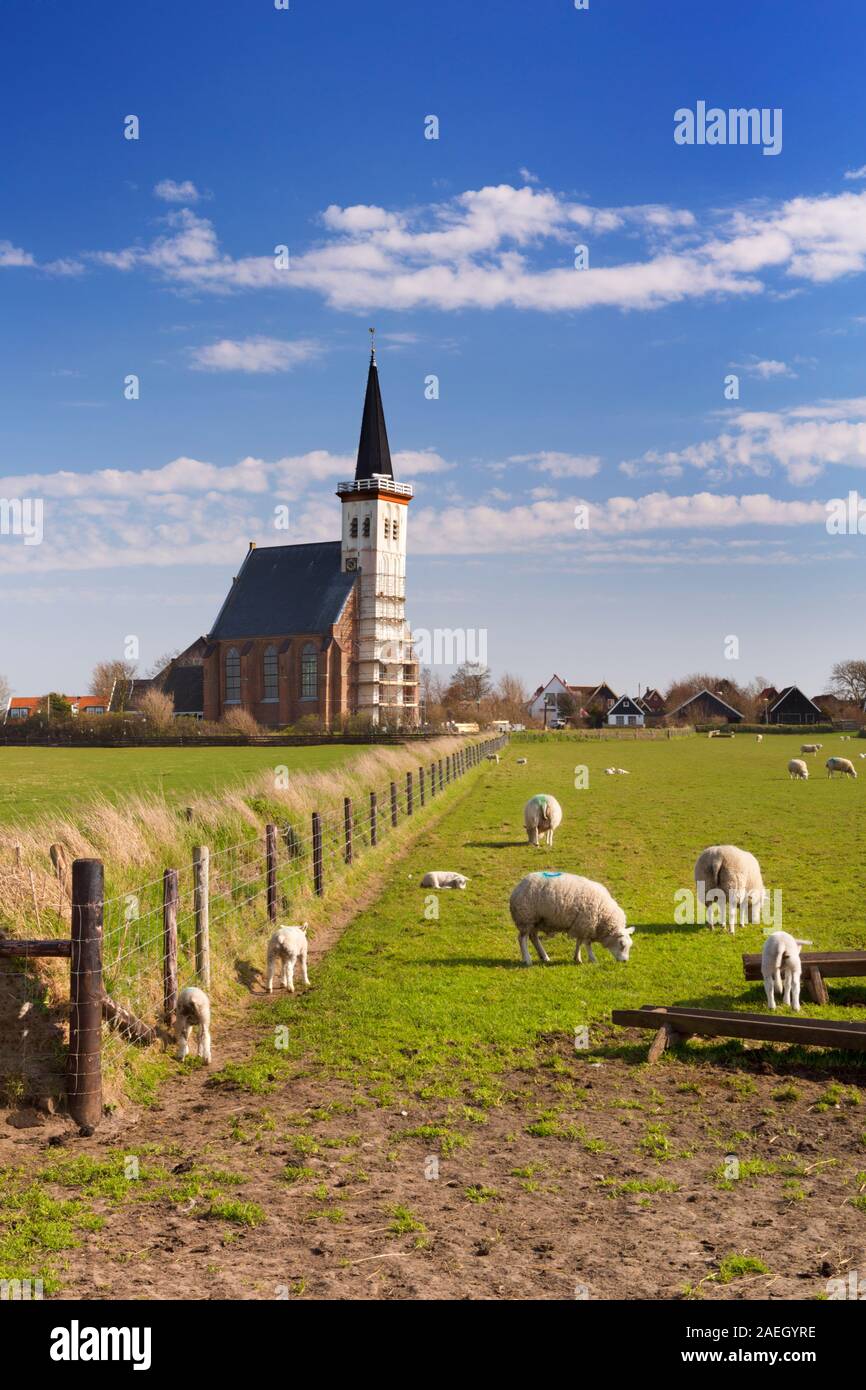 Die Kirche von Den Hoorn auf der Insel Texel in den Niederlanden an einem sonnigen Tag. Ein Feld mit Schafen und Lämmchen in der Front. Stockfoto