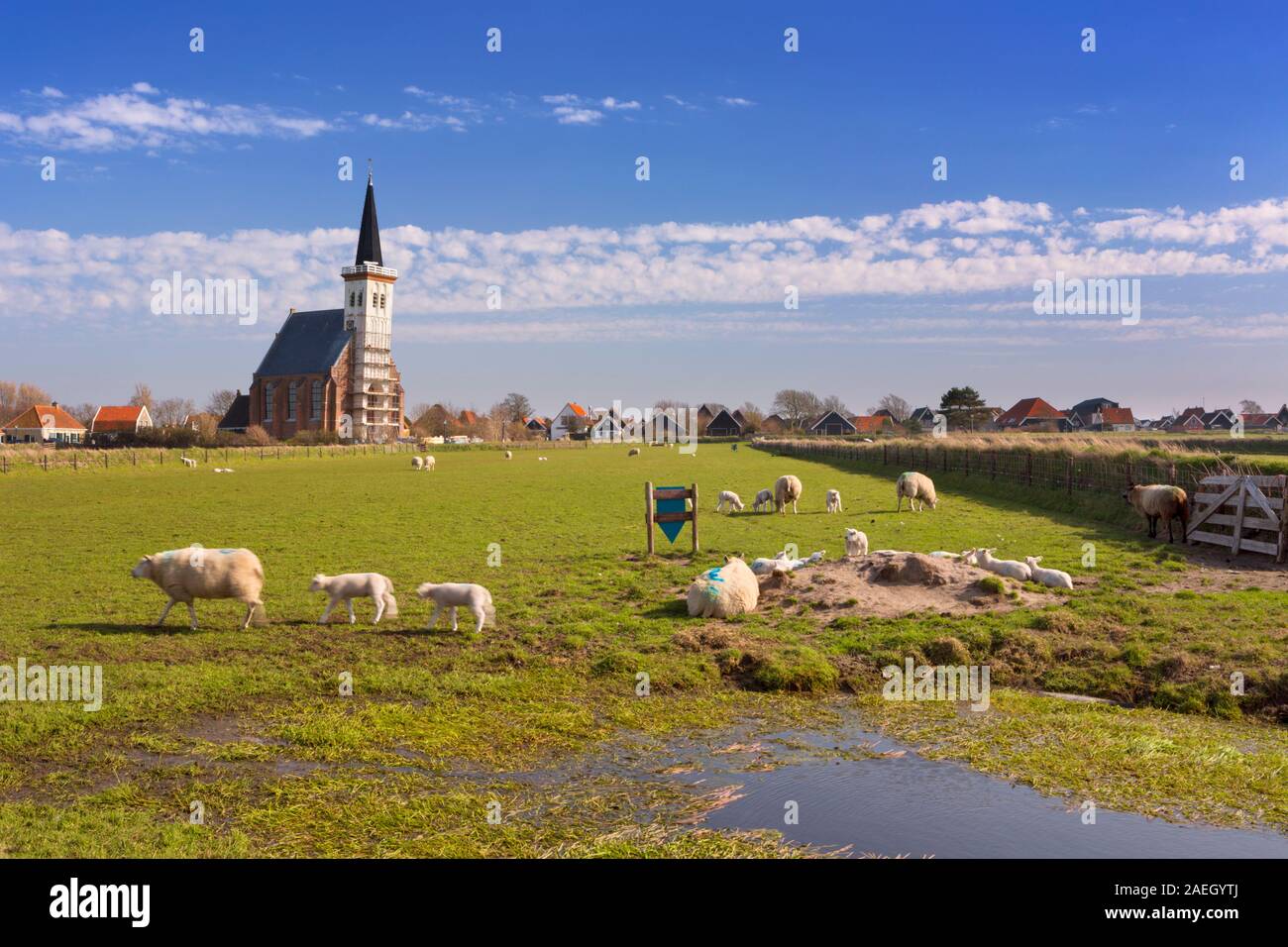Die Kirche von Den Hoorn auf der Insel Texel in den Niederlanden an einem sonnigen Tag. Ein Feld mit Schafen und Lämmchen in der Front. Stockfoto