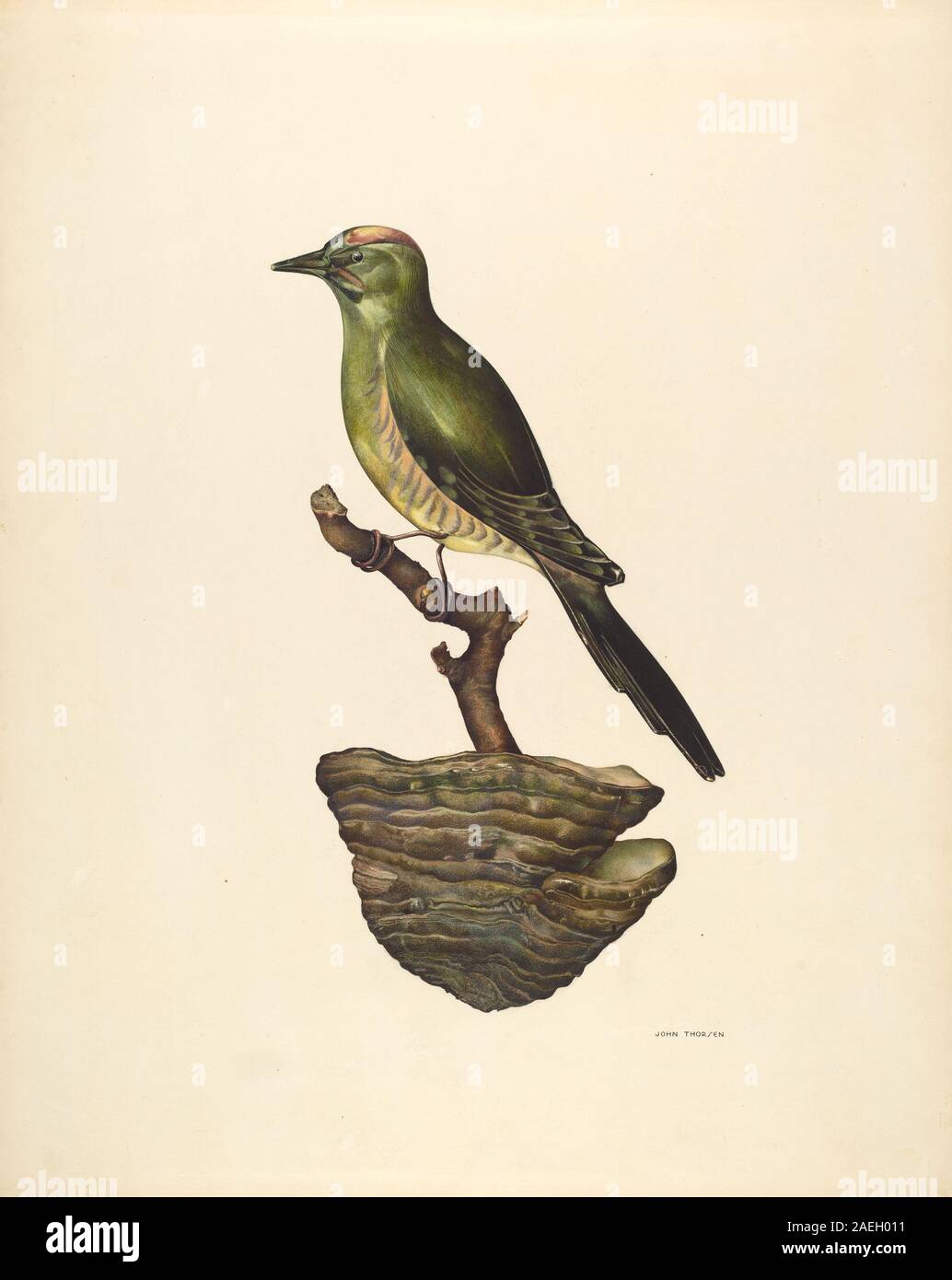 John Thorsen, Robin (Deutsch), c 1939 Robin (Deutsch?); ca. 1939 Datum Stockfoto