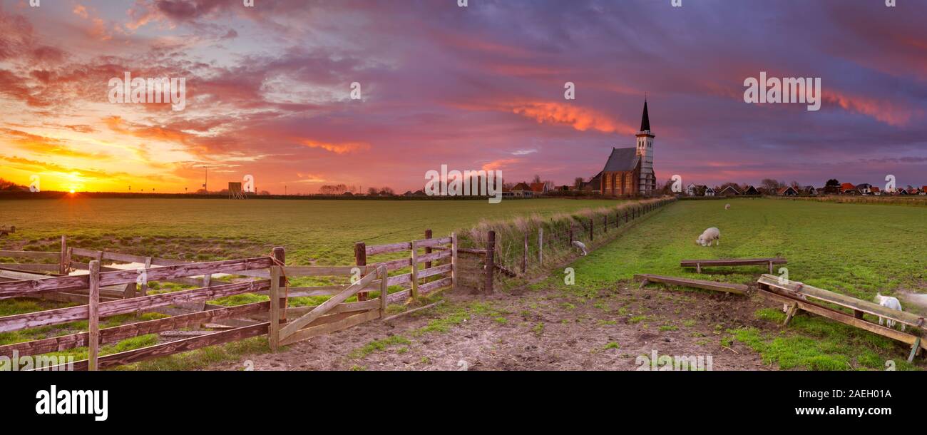 Die Kirche von Den Hoorn auf der Insel Texel in den Niederlanden bei Sonnenaufgang. Ein Feld mit Schafen und kleinen Lämmer in der Front. Stockfoto