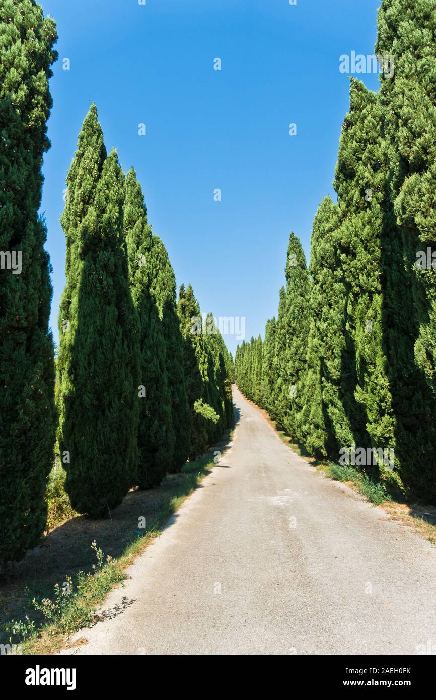Lange kurvenreiche Straße auf beiden Seiten mit Zypressen umgeben, in der Nähe von Vinci, Toskana, Italien Stockfoto