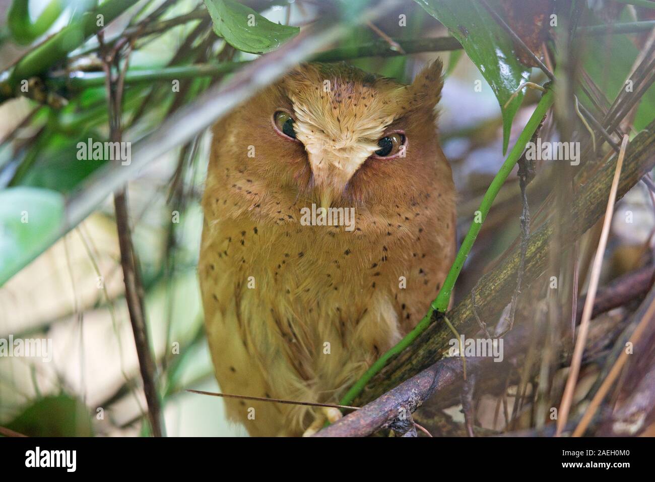 Serendib Scops Uhu (Otus thilohoffmanni) Stockfoto