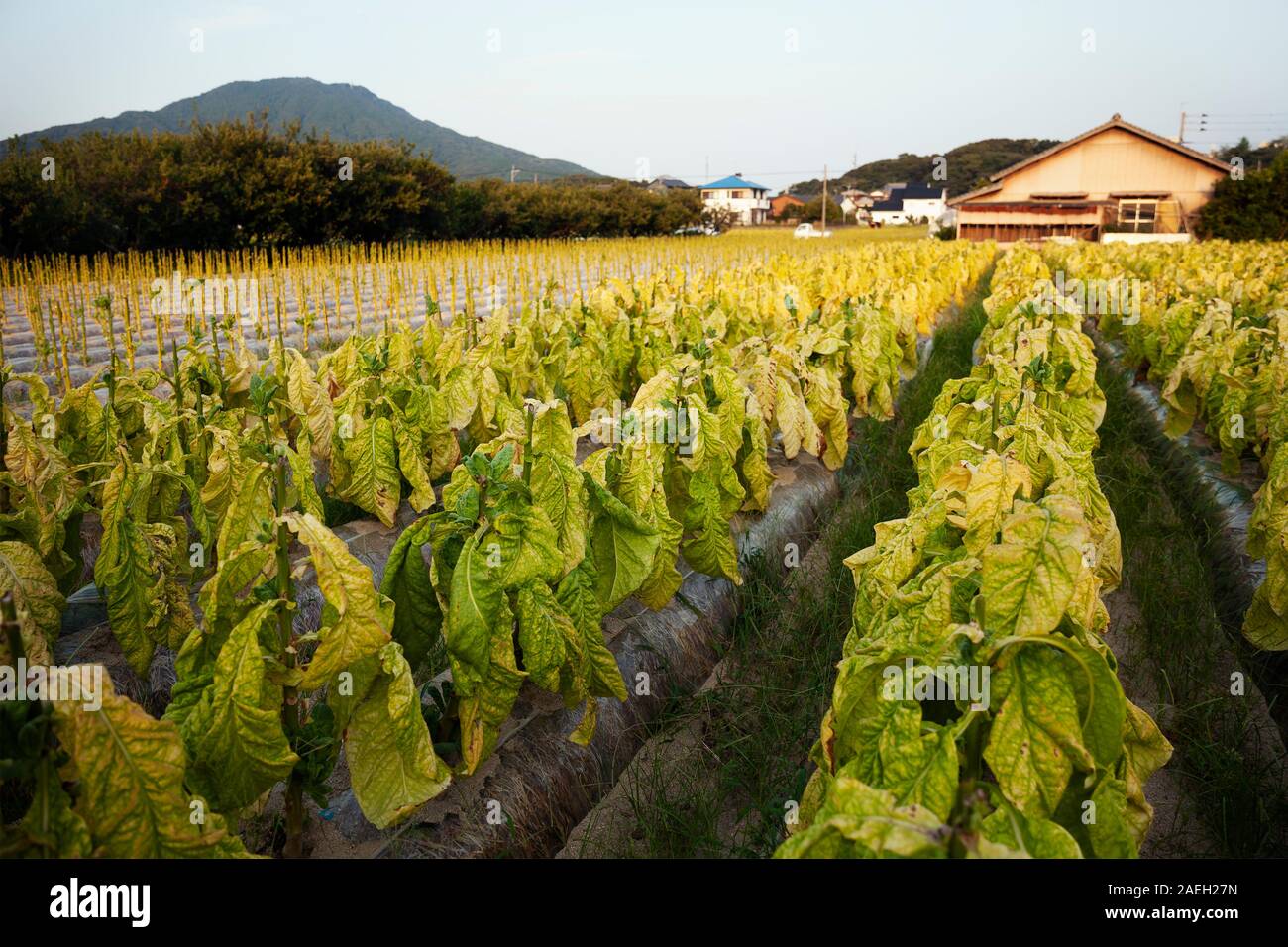 Blick entlang Reihen von frischem Gemüse in einem Feld. Stockfoto