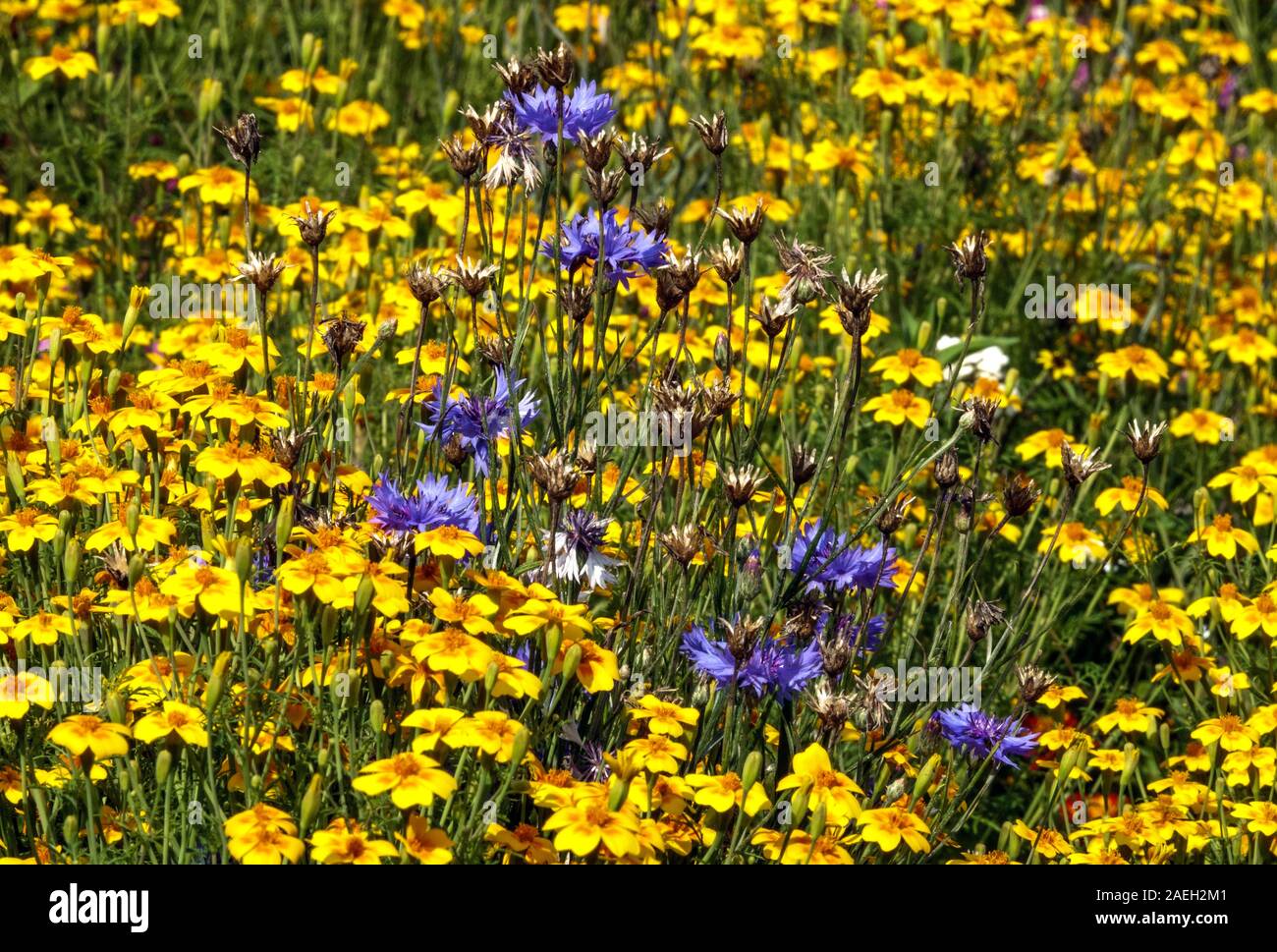 Multicolor Blumengarten Centaurea cyanus Tagetes Stockfoto