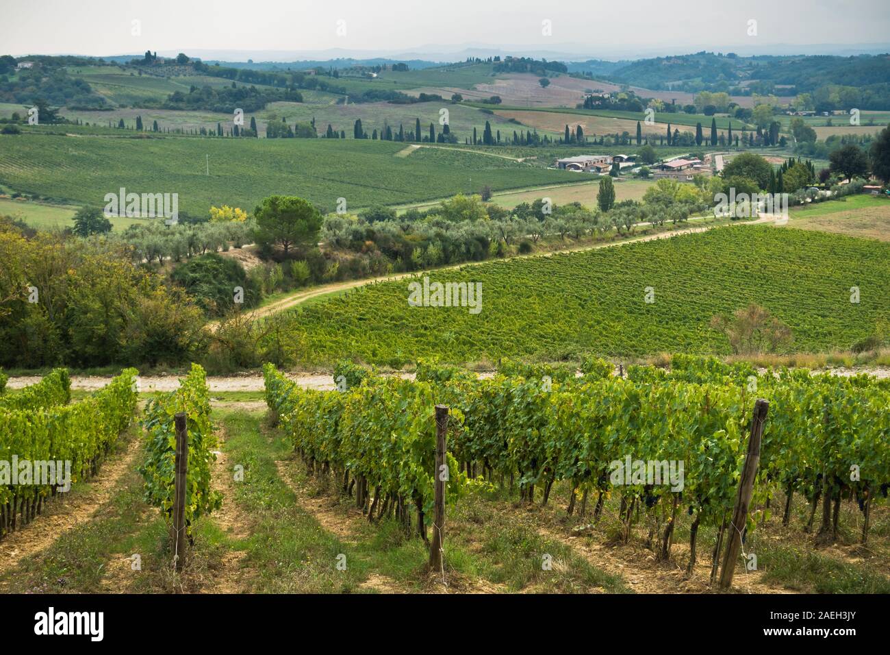 Wandern Hügel, backroads und Weinberge im Herbst, in der Nähe von Siena in der Toskana, Italien Stockfoto
